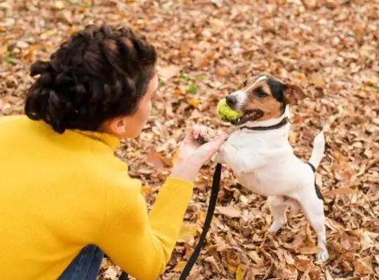 The Ultimate Guide to Tracking Your Pet