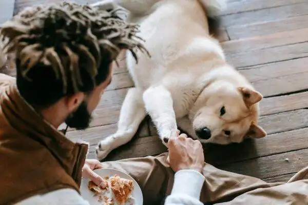 Why Every Aussie Dad Needs a Pet Tracker?