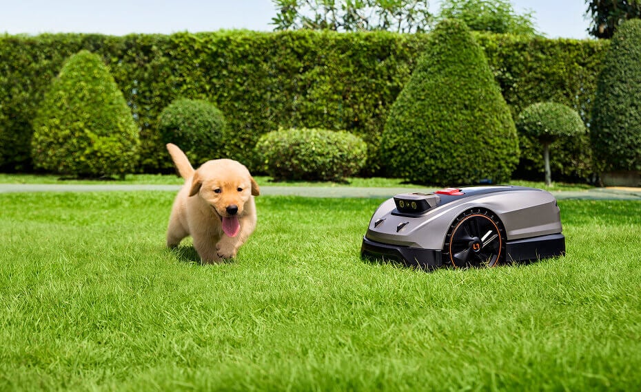 Golden retriever puppy on green lawn next to MoeBot X3 robotic lawn mower with hedge background