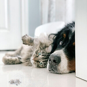 legee q10 pro tangleless